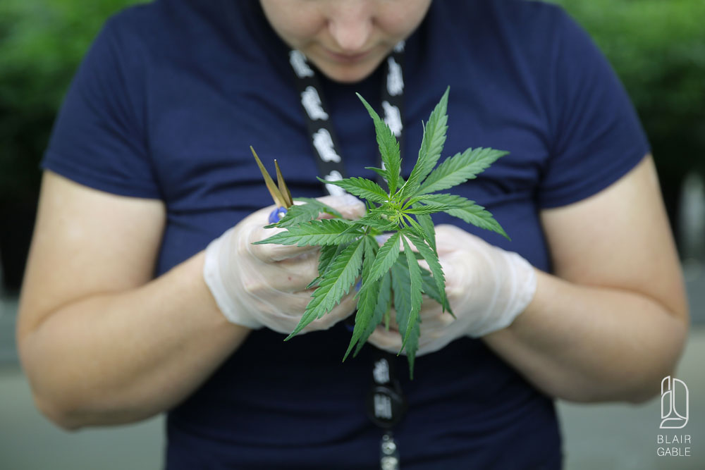 Canadian medical marijuana company Tweed
